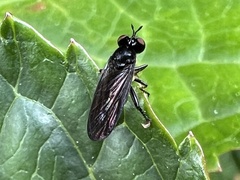 Eudioctria sackeni
