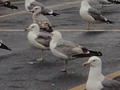 Larus
