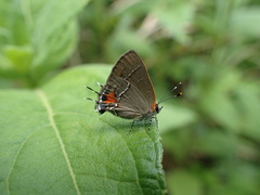 Electrostrymon angerona