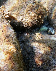 Palaemon intermedius