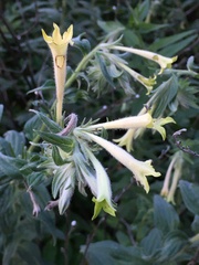 Lithospermum macromeria