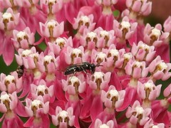 Hylaeus leptocephalus