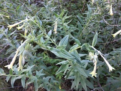 Lithospermum macromeria