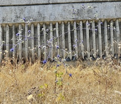 Eryngium creticum