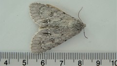 Acronicta americana