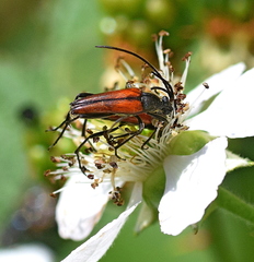 Stenurella melanura