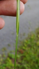 Carex formosa