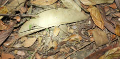 Apostolepis nigrolineata