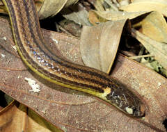 Apostolepis nigrolineata