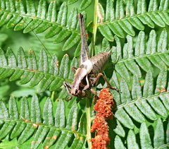 Pholidoptera macedonica