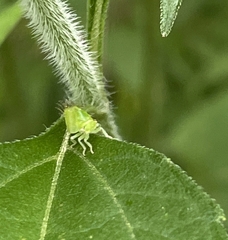 Stictocephala bisonia