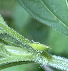 Stictocephala bisonia