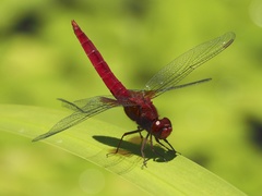 Crocothemis servilia mariannae
