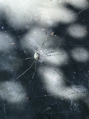 Leiobunum aldrichi