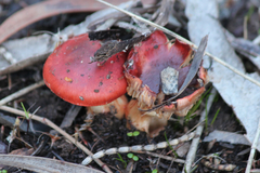 Cortinarius erythraeus
