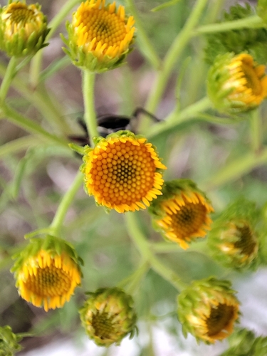 Image of Xanthocephalum gymnospermoides by (c) Tereka Lasso, some rights reserved (CC BY-SA)