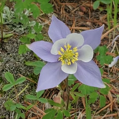 Aquilegia coerulea coerulea