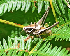 Pholidoptera macedonica