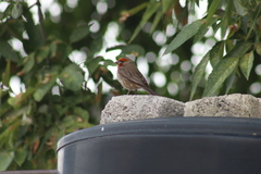 Haemorhous mexicanus