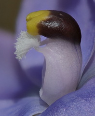 Thelymitra alcockiae