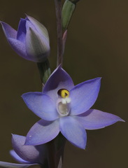 Thelymitra alcockiae