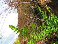 Myriopteris cucullans