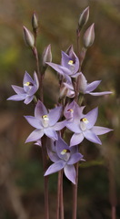 Thelymitra alcockiae