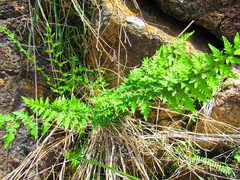 Myriopteris cucullans