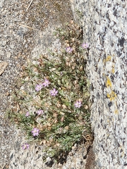 Epilobium obcordatum