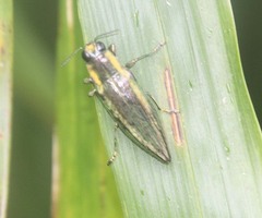 Iridotaenia