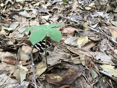 Isotria verticillata