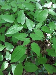 Epimedium