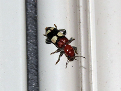 Enoclerus quadrisignatus