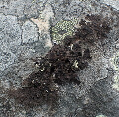 Umbilicaria torrefacta