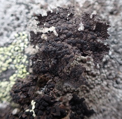 Umbilicaria torrefacta