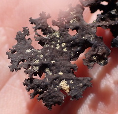 Umbilicaria torrefacta