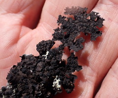 Umbilicaria torrefacta