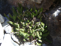 Polystichum andinum