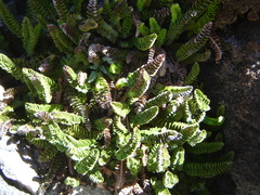 Polystichum andinum