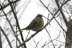 Emberiza schoeniclus