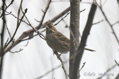 Emberiza schoeniclus