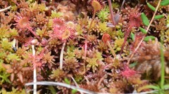 Drosera rotundifolia