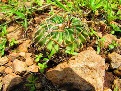 Echinofossulocactus pentacanthus