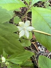 Lysimachia europaea