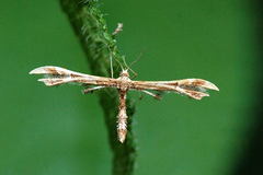 Geina periscelidactylus