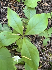 Lysimachia europaea