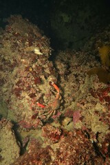 Schizophrys rufescens