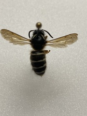 Dolichovespula albida