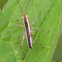 Conocephalus exemptus