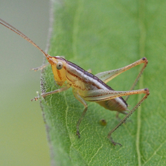 Conocephalus exemptus